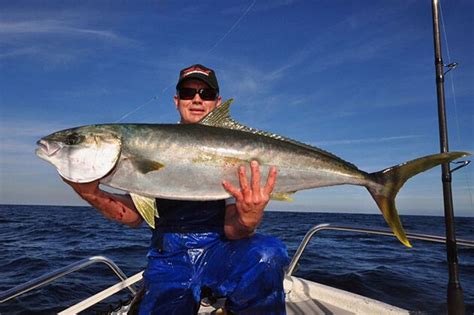 California Yellowtail A West Coast Trophy Bdoutdoors Bloodydecks