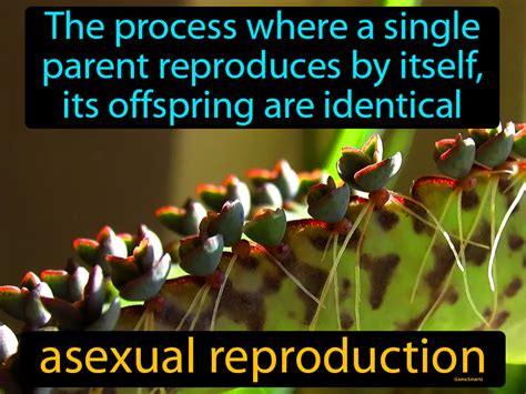 Asexual Reproduction Definition And Image Flippy