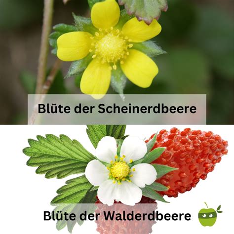 Walderdbeere