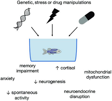 Effects Of Different Manipulations On Behavioral Physiological And