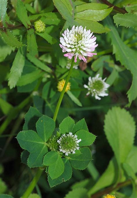 Clover vs. Shamrock: What's the Difference? - Main Difference