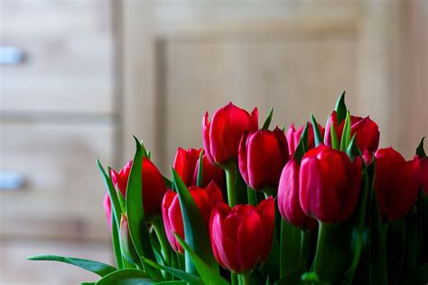 图片素材 性质 厂 花瓣 盛开 郁金香 弹簧 红 植物群 花卉 特写 一束鲜花 宏观摄影 开花植物 植物茎