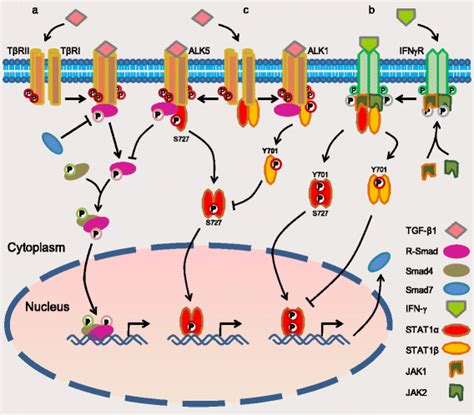 Physical Interaction Of Stat1 Isoforms With Tgf β Receptors Leads To