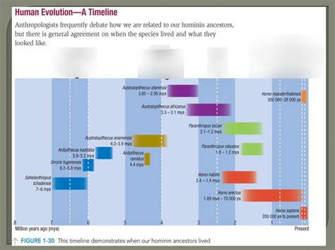 Human Evolution Diagram | Quizlet