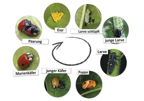 Lebenszyklus Marienkäfer magnetisch 16 tlg TimeTEX Lehrerbedarf