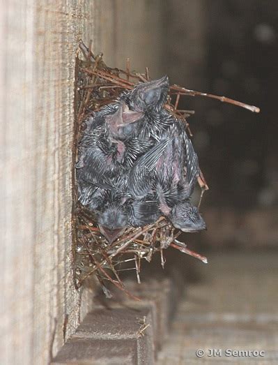 Swift-nest-4-nestling - Nature Guys