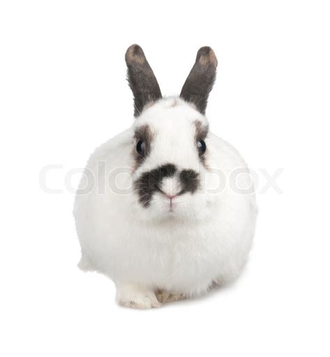 White Rabbit With Blask Spots Stock Photo Colourbox