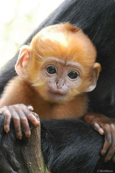 Francois langur | Animals beautiful, Animals, Monkey