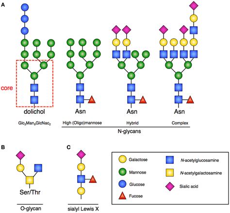 Frontiers Glycans Instructing Immunity The Emerging Role Of Altered