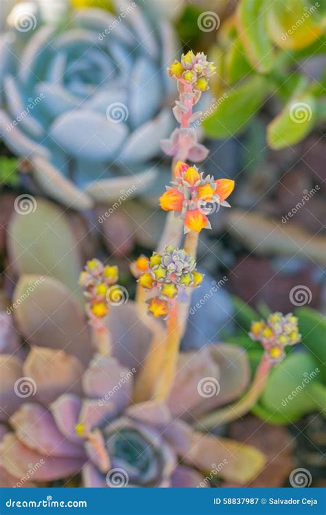 Desert Garden with Succulents Stock Image - Image of desert, defence ...