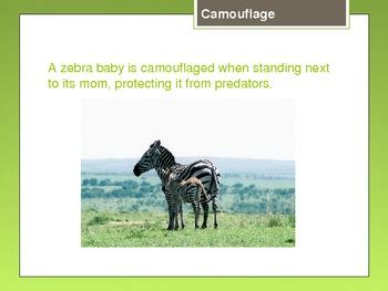 Animal Adaptations - Camouflage and Mimicry - PowerPoint Presentation by Lanni