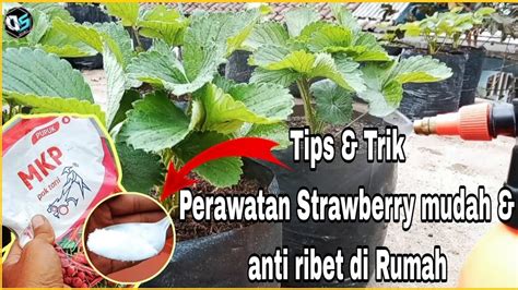 Cara Perawatan Strawberry Agar Tumbuh Subur Dan Cepat Berbuah Youtube