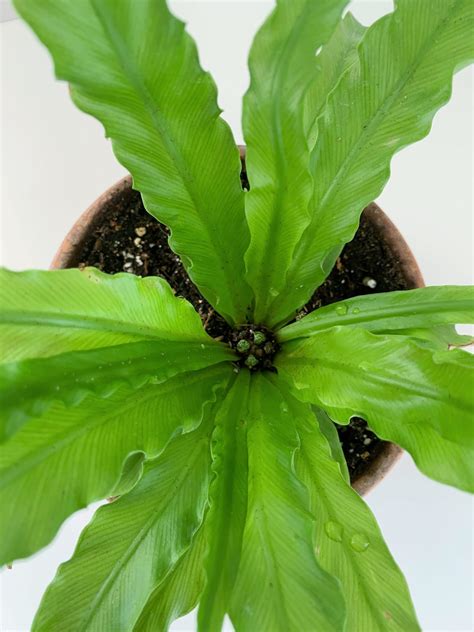 How To Care For And Propagate A Bird S Nest Fern Sprouts And Stems