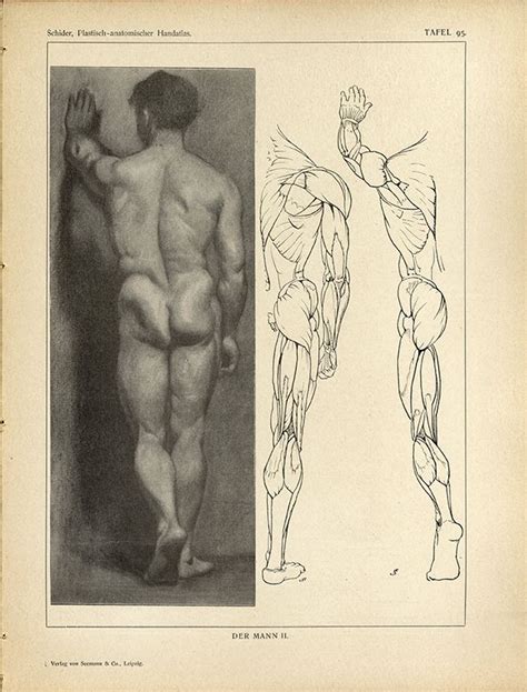 Research Of Artistic Anatomy