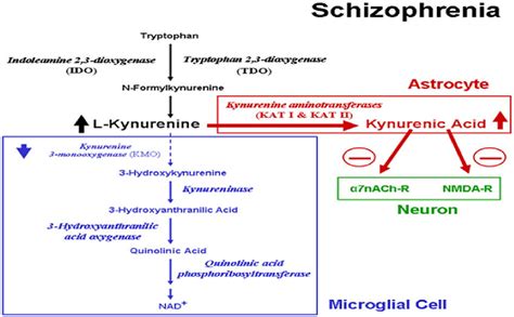 Kynurenine Pathway And Cognitive Impairments In Schizophrenia And The