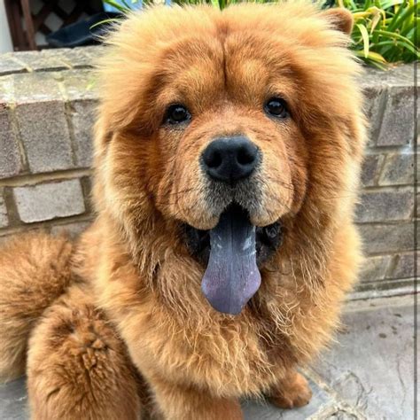 Unlocking The Mystery Why Chow Chows Have Blue Tongues