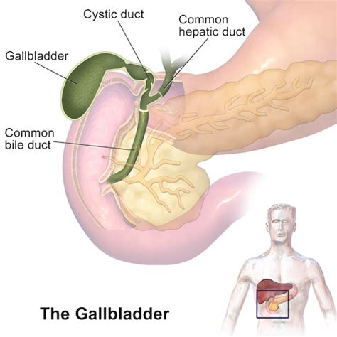 Biliary Tract Anatomy Physiology The Operative Review Of Surgery