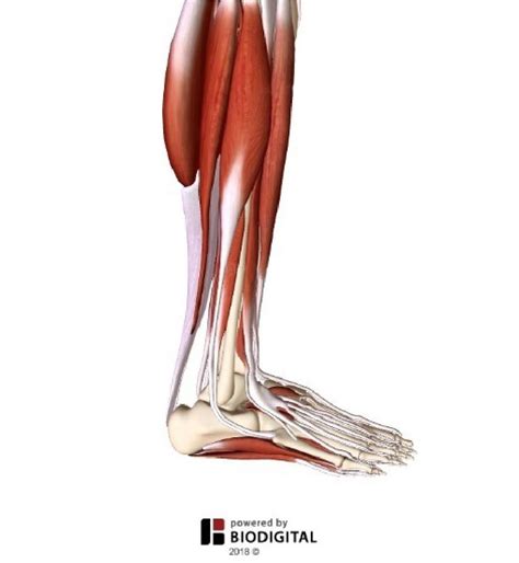 Lateral View of the Leg Muscles Diagram | Quizlet