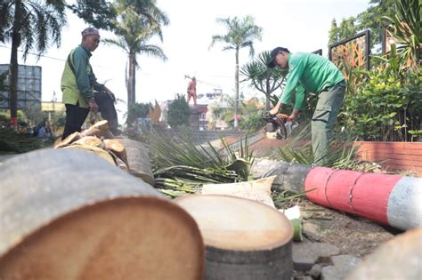 Disperkim Rapikan Pohon Di Kawasan Alun Alun Dinas Perumahan Rakyat