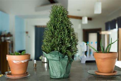 Розмарин: выращивание в квартире, особенности ухода и применение