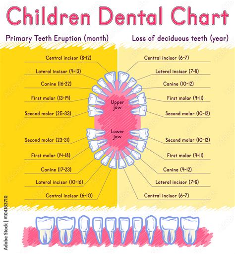 children teeth anatomy shows eruption  shedding time dental titles