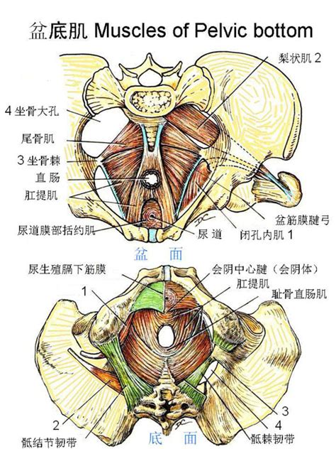 盆底肌肌肉解剖图高清 盆底肌肉解剖图 伤感说说吧