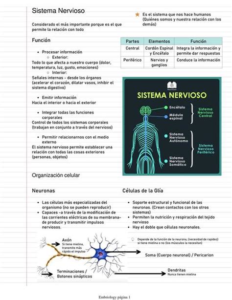 Resúmenes de Organización celular del sistema nervioso central