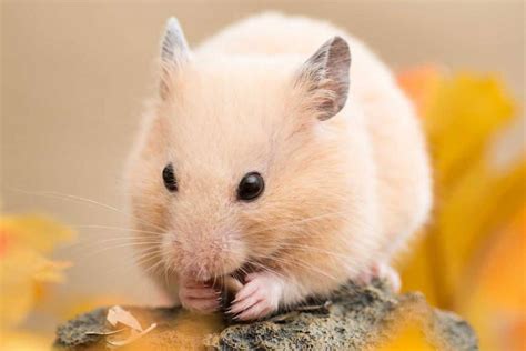 Why Do Hamsters Put Food In Their Cheeks And What You Need To Know