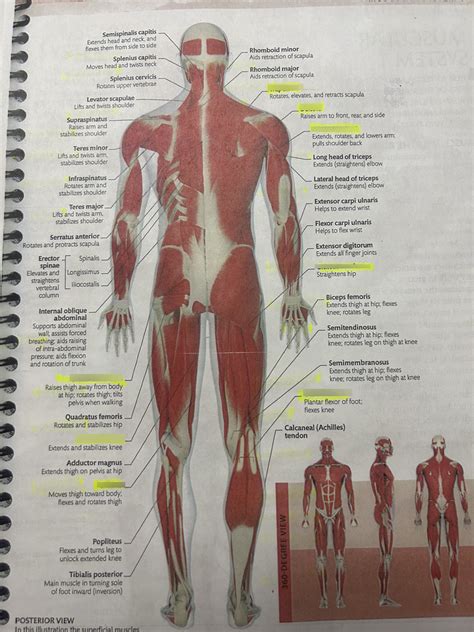 Physio Muscle Man Posterior Diagram Quizlet