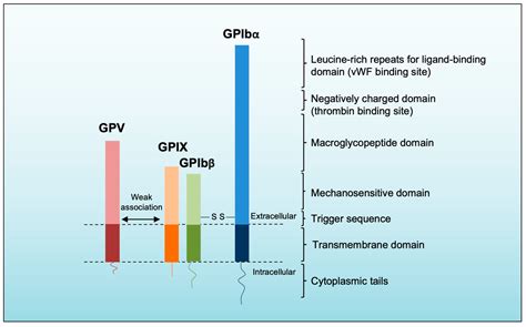 Life Free Full Text Platelet Glycoprotein Ib GPIb May Serve As A