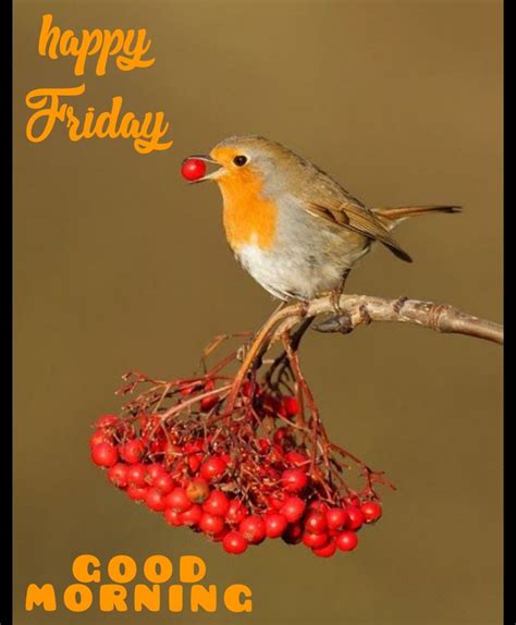 Pin By Lara On Happy Friday Beautiful Birds Pretty Birds Wild Birds