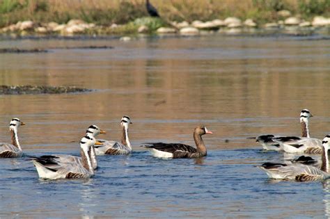 Wildlife Punjab