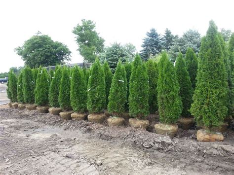 Emerald Green Arborvitae Hoosier Home And Garden Arborvitae Landscaping Privacy Landscaping