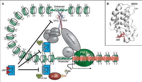 Pdf Bromodomain And Extraterminal Domain Inhibitors Beti For Cancer