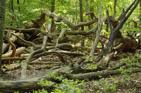 Banco De Imagens Panorama árvore Natureza Região Selvagem Ramo