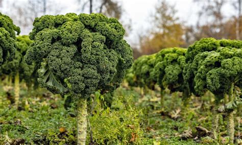 Gr Nkohl Brassica Oleracea Var Sabellica Steckbrief