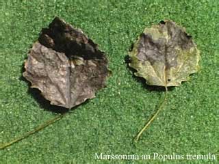 Poplar Leaf Necrosis | tree disease