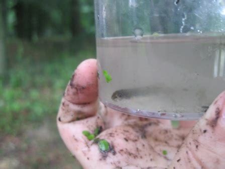 Naturdetektive Untersuchen Das Leben Im Alten Emsarm