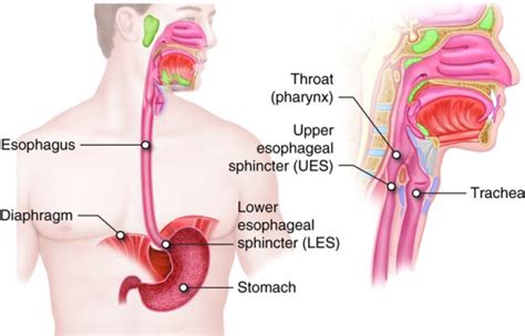 What Is The Difference Between Upper And Lower Esophageal Sphincter