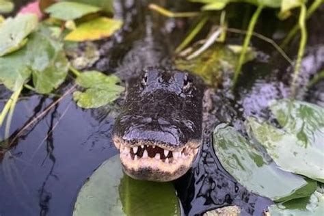 Giro In Idroscivolante Delle Everglades Di 60 Minuti Per Piccoli Gruppi