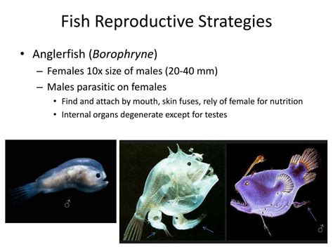 Ppt Reproductive Strategies Powerpoint Presentation Free Download