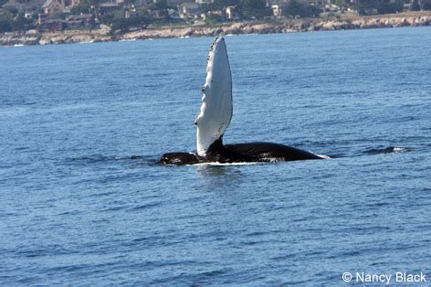 Monterey Bay Whale Watch -- Photo of Humpback Whale Fin Slapping