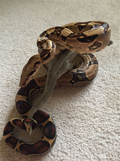 Fuck Percy Got To Chill W A Dinosaur And Then I Got