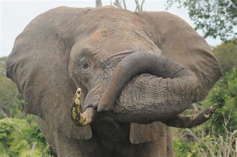 One Of Chobe S Famous Elephants African Wildlife Famous Elephants