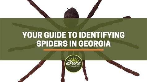 Your Guide to Identifying Spiders in Georgia | Breda Pest Management