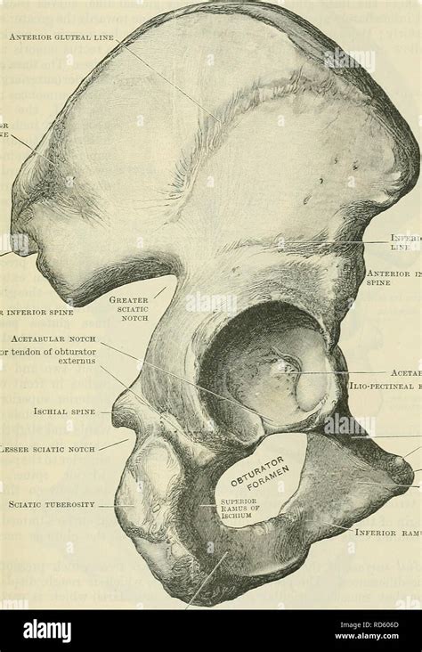 Spina Iliaca Anterior Superior Hi Res Stock Photography And Images Alamy