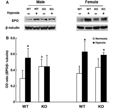 EPO Expression In Kidney In The Wild Type WT And The COX 2 Knockout