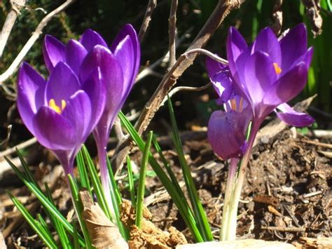 First Crocuses Of The Year Thank You February Crocus Flowers Garden