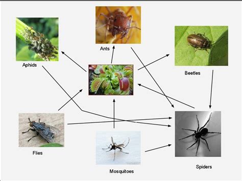 Venus Flytrap Life Cycle Diagram