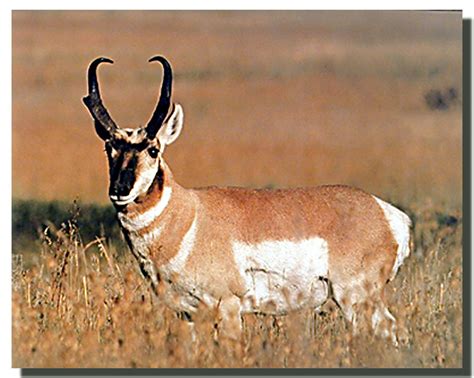 Pronghorn Antelope Poster | Animal Posters